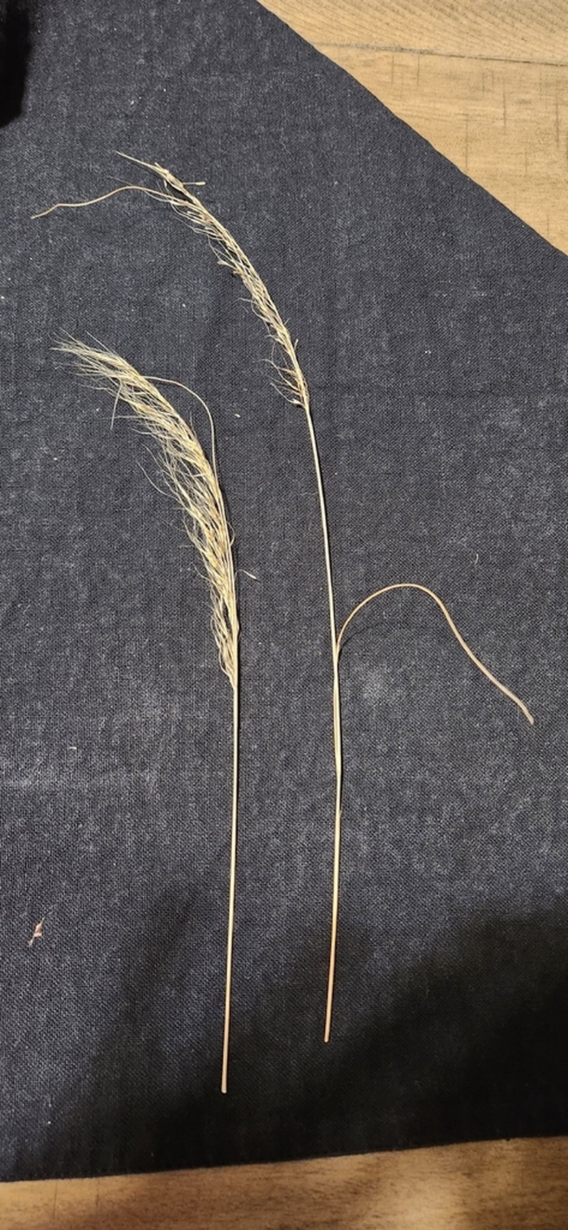 Curlyleaf Muhly photo 4