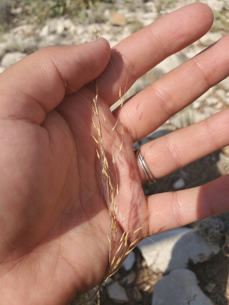 Curlyleaf Muhly photo 5