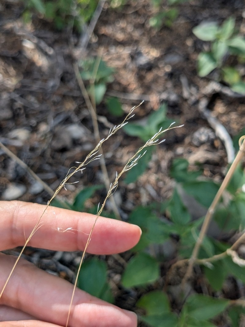 Curlyleaf Muhly photo 6