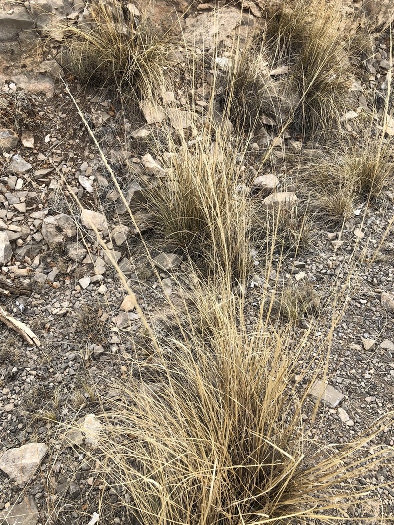 Curlyleaf Muhly photo 8