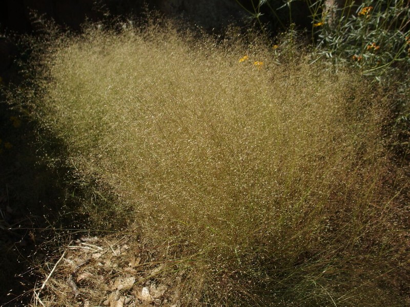 Marshland Muhly