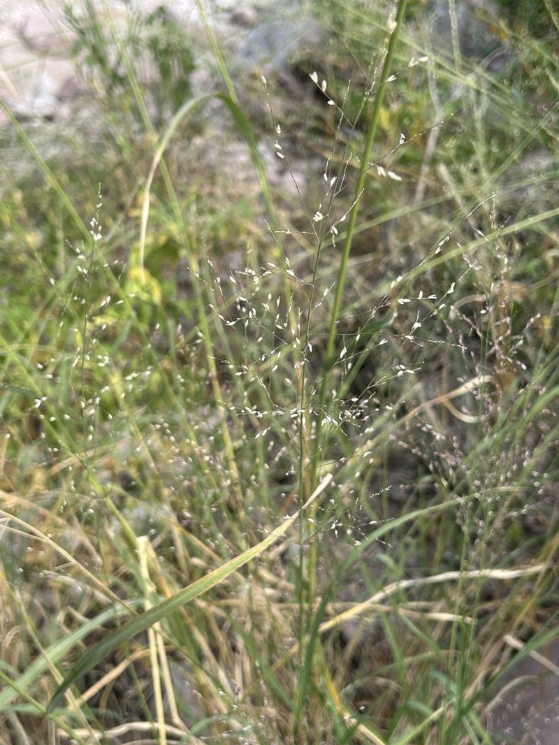 Marshland Muhly photo 2