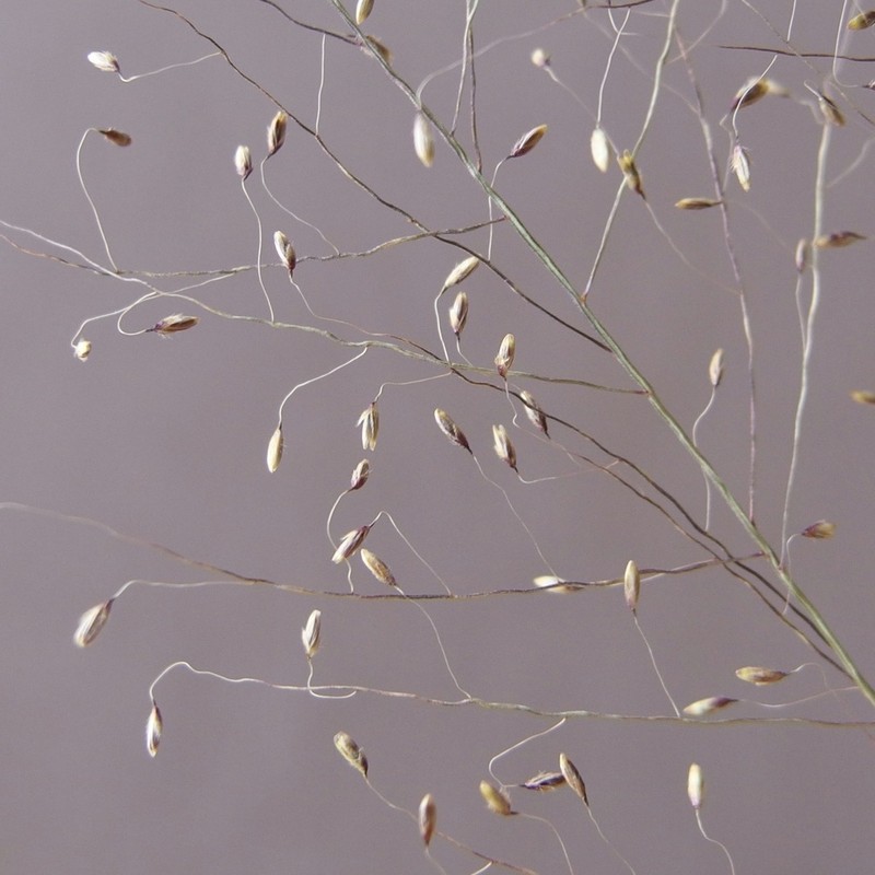 Marshland Muhly photo 4