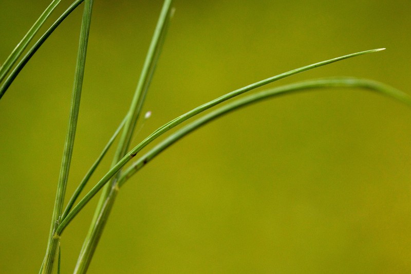 Marshland Muhly photo 5