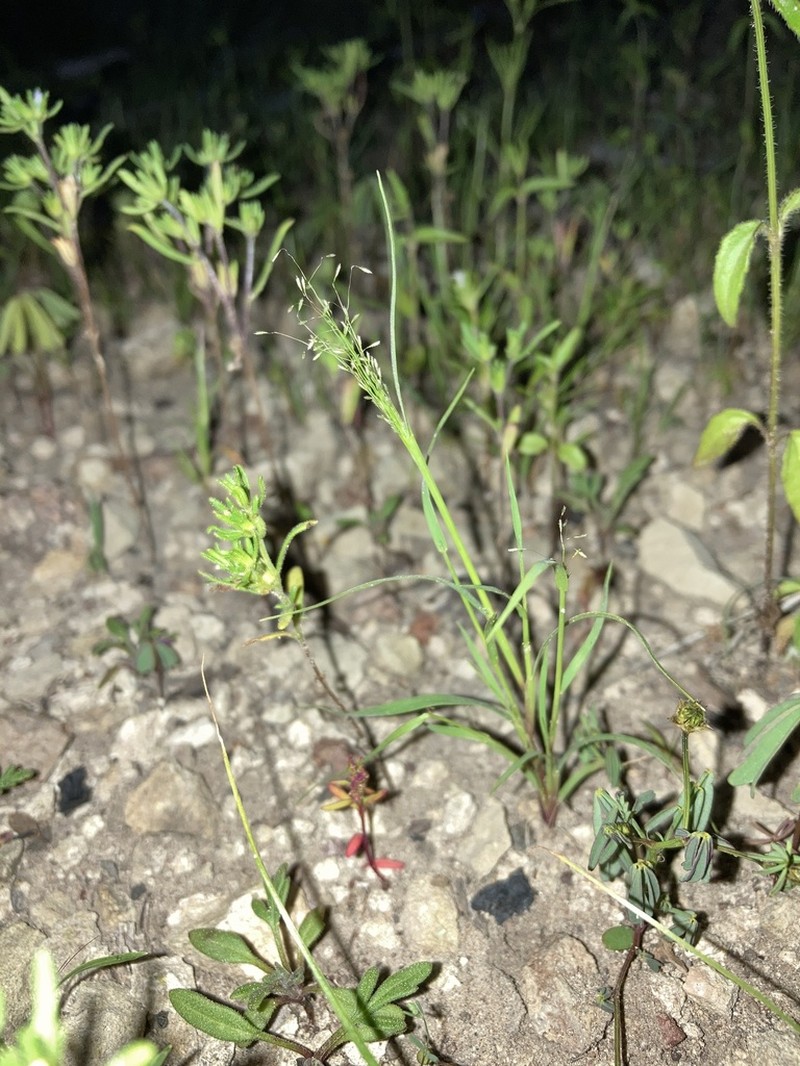 Marshland Muhly photo 7
