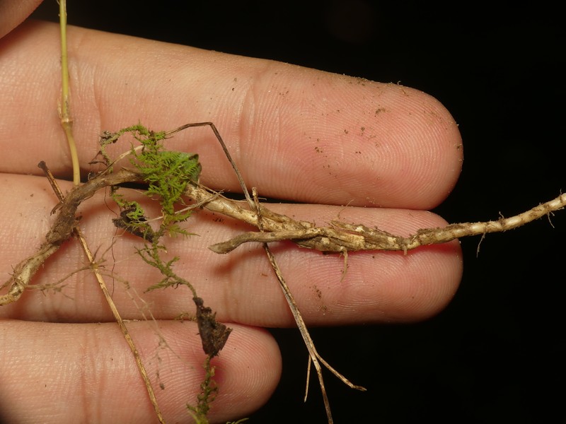 Rock Muhly photo 2
