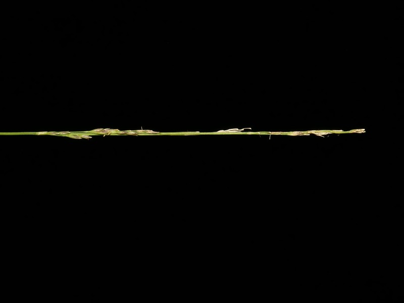 Rock Muhly photo 4