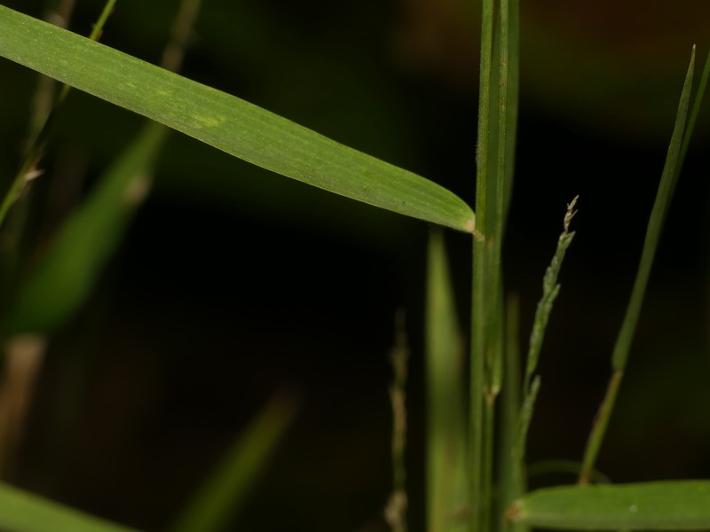 Rock Muhly photo 5