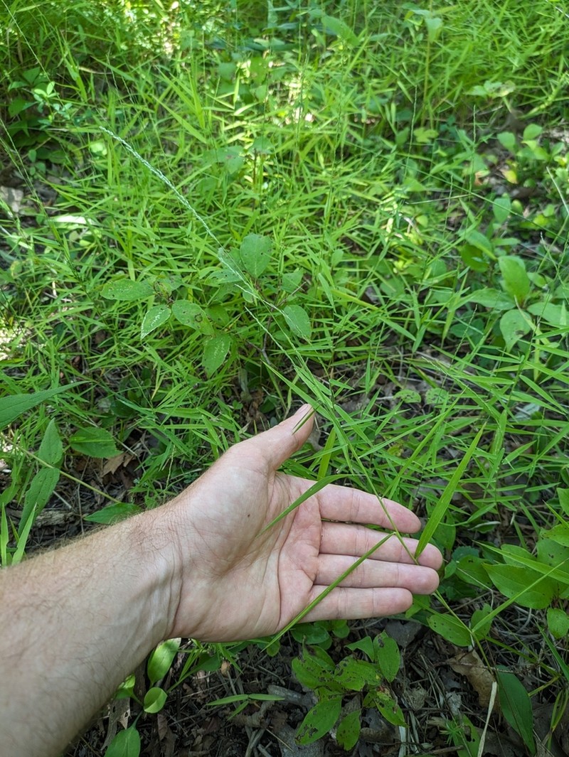 Rock Muhly photo 2
