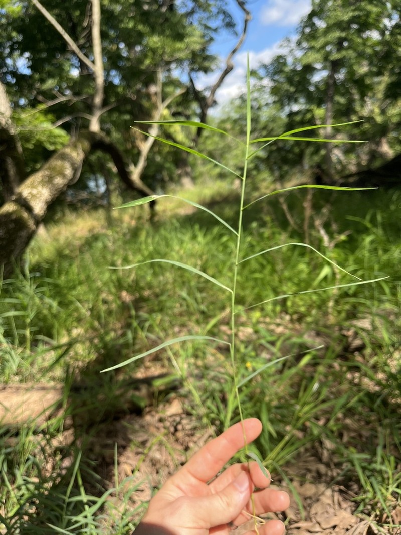 Rock Muhly photo 3