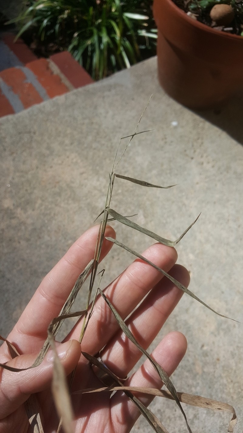 Rock Muhly photo 5
