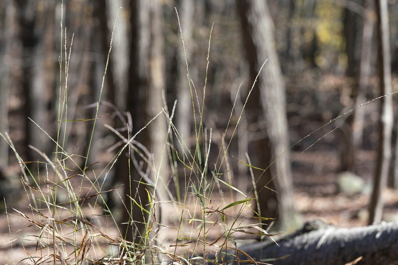 Rock Muhly photo 6