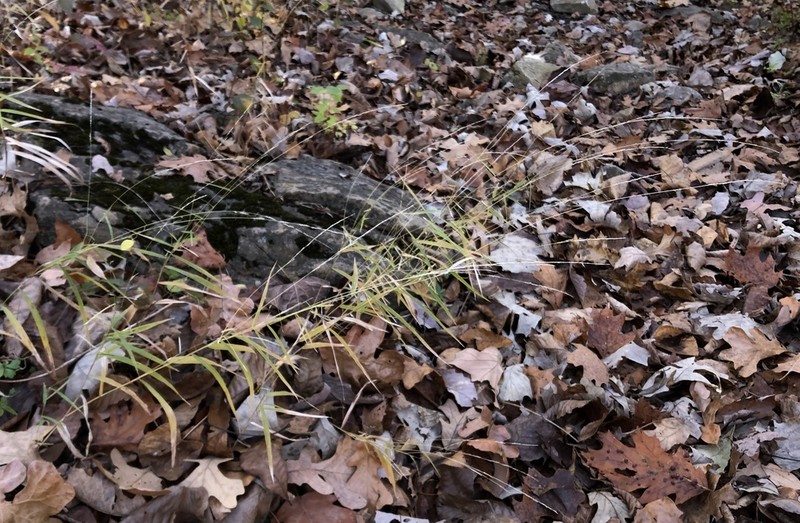 Rock Muhly photo 8
