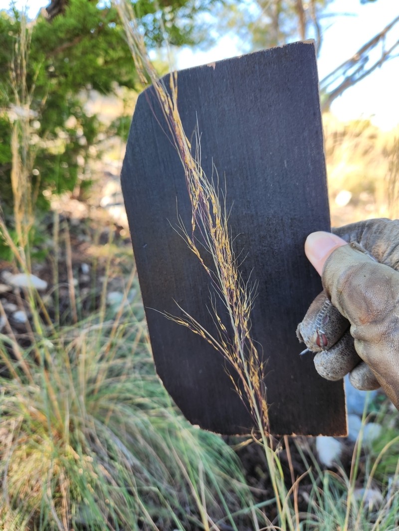 Longawn Muhly photo 2