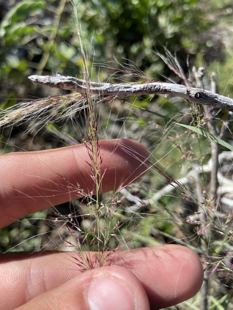 Longawn Muhly photo 3