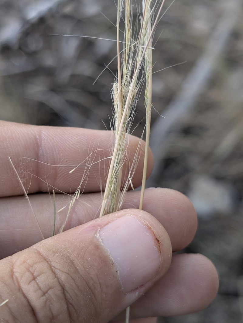 Longawn Muhly photo 4