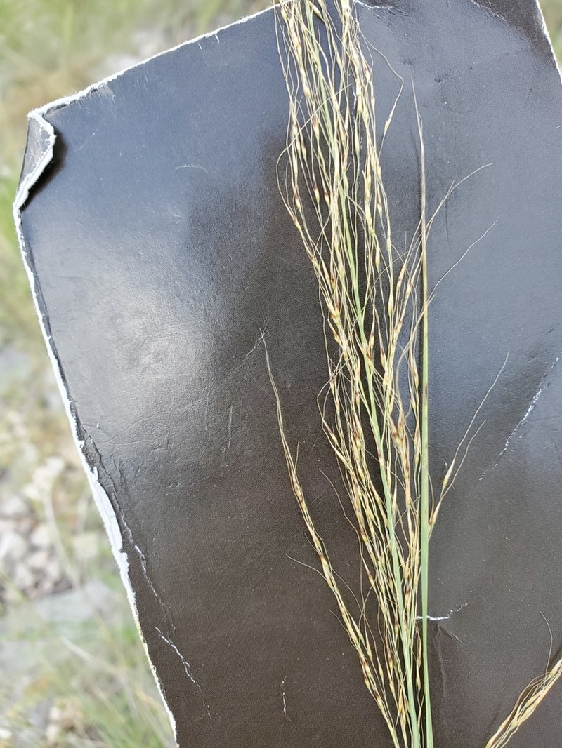 Longawn Muhly photo 5