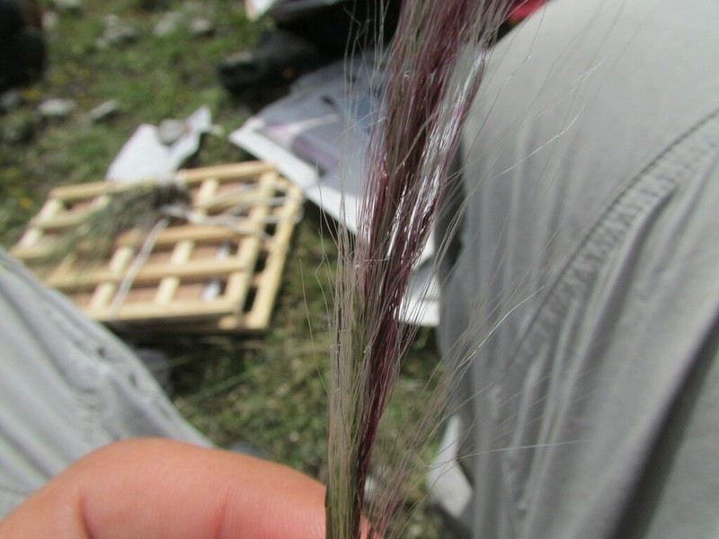 Longawn Muhly photo 7