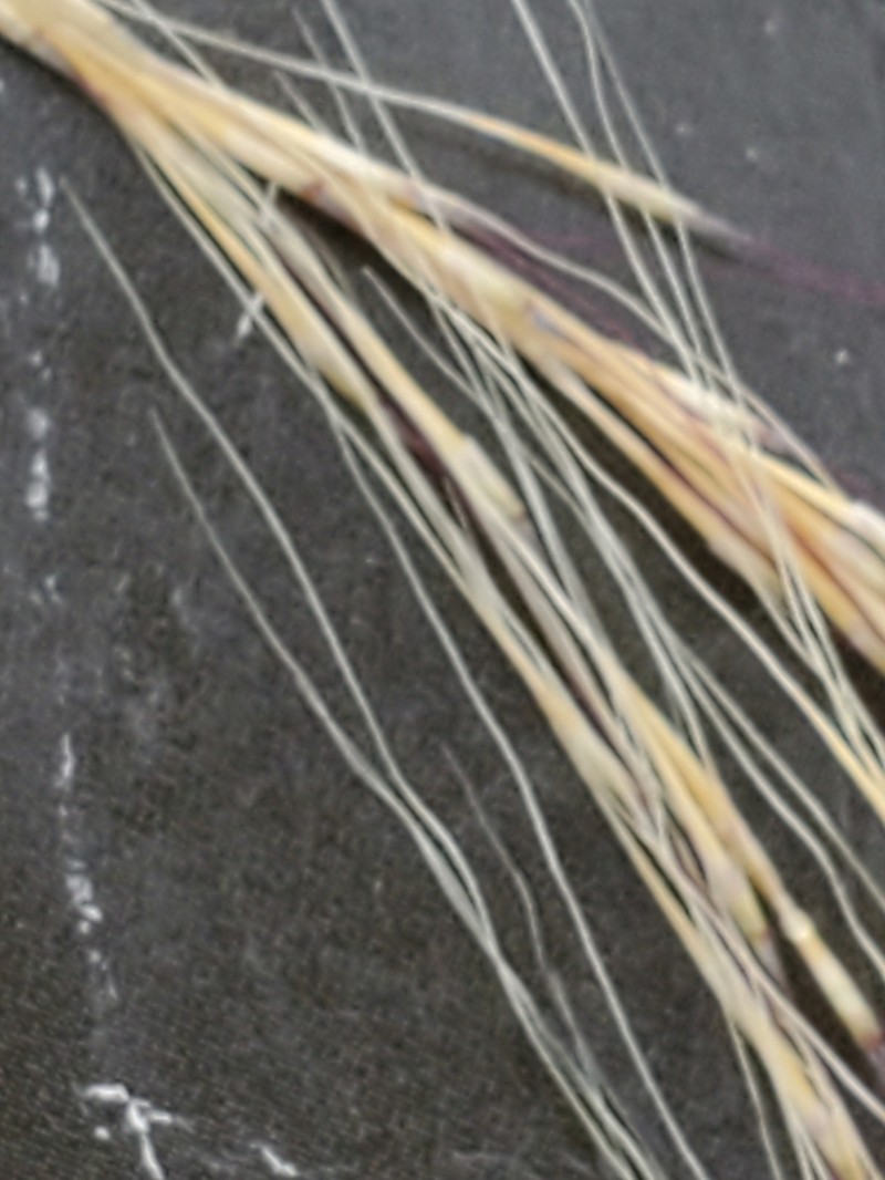 Longawn Muhly photo 8