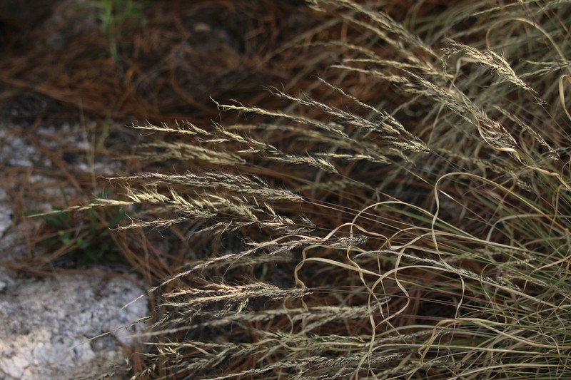 Screwleaf Muhly