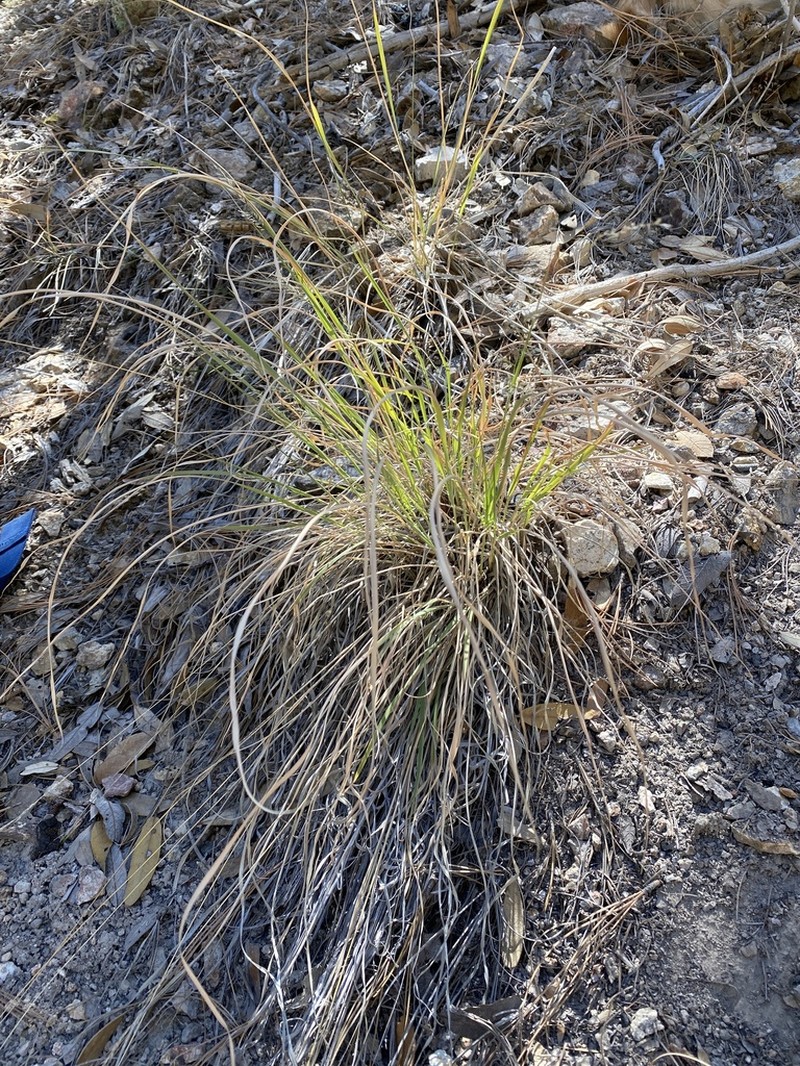 Screwleaf Muhly photo 2