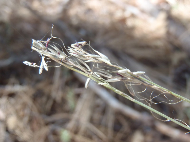 Screwleaf Muhly photo 3