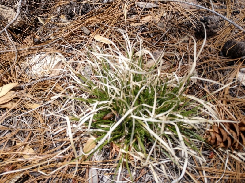 Screwleaf Muhly photo 4