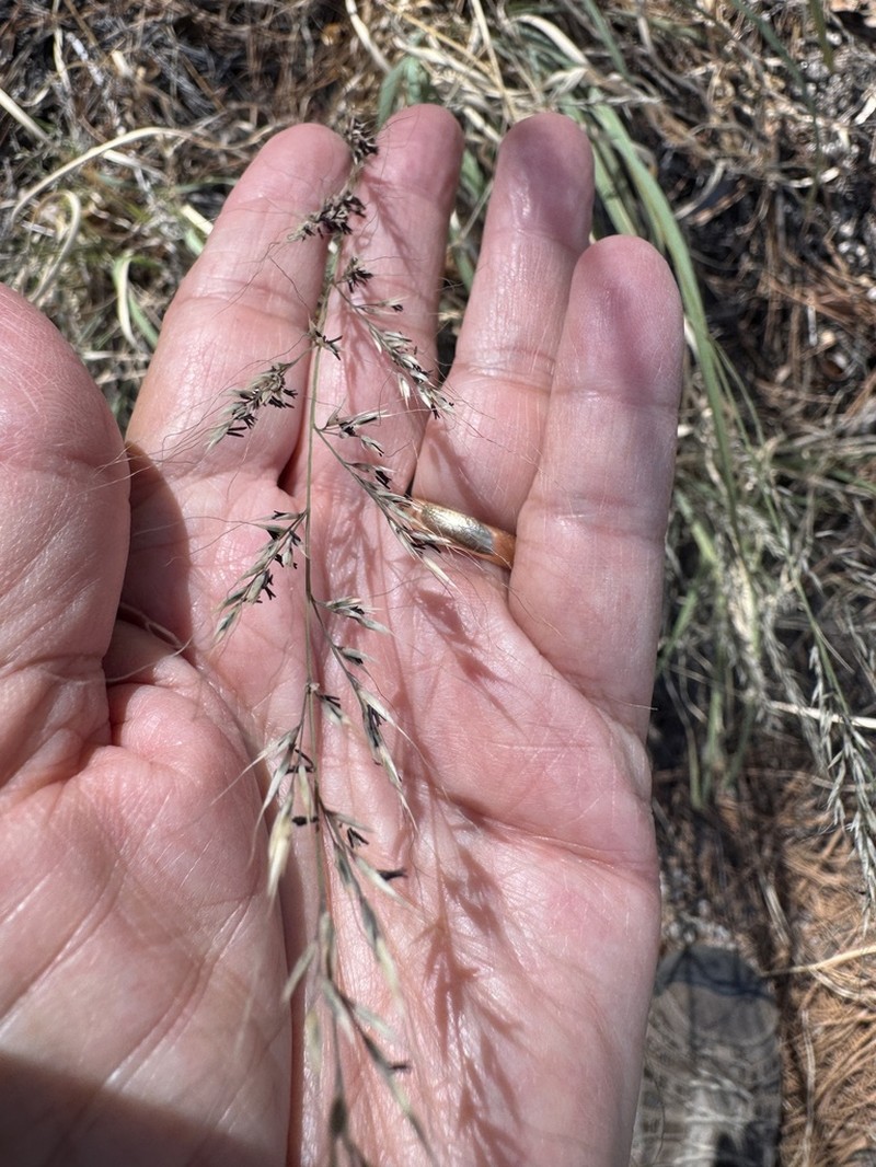 Screwleaf Muhly photo 5