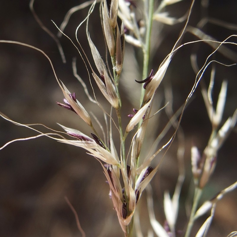 Screwleaf Muhly photo 6
