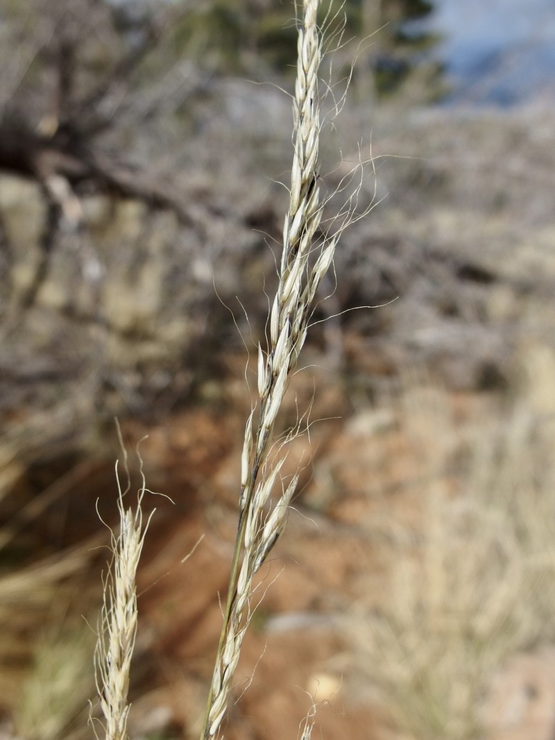 Screwleaf Muhly photo 7