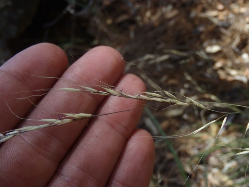 Screwleaf Muhly photo 8