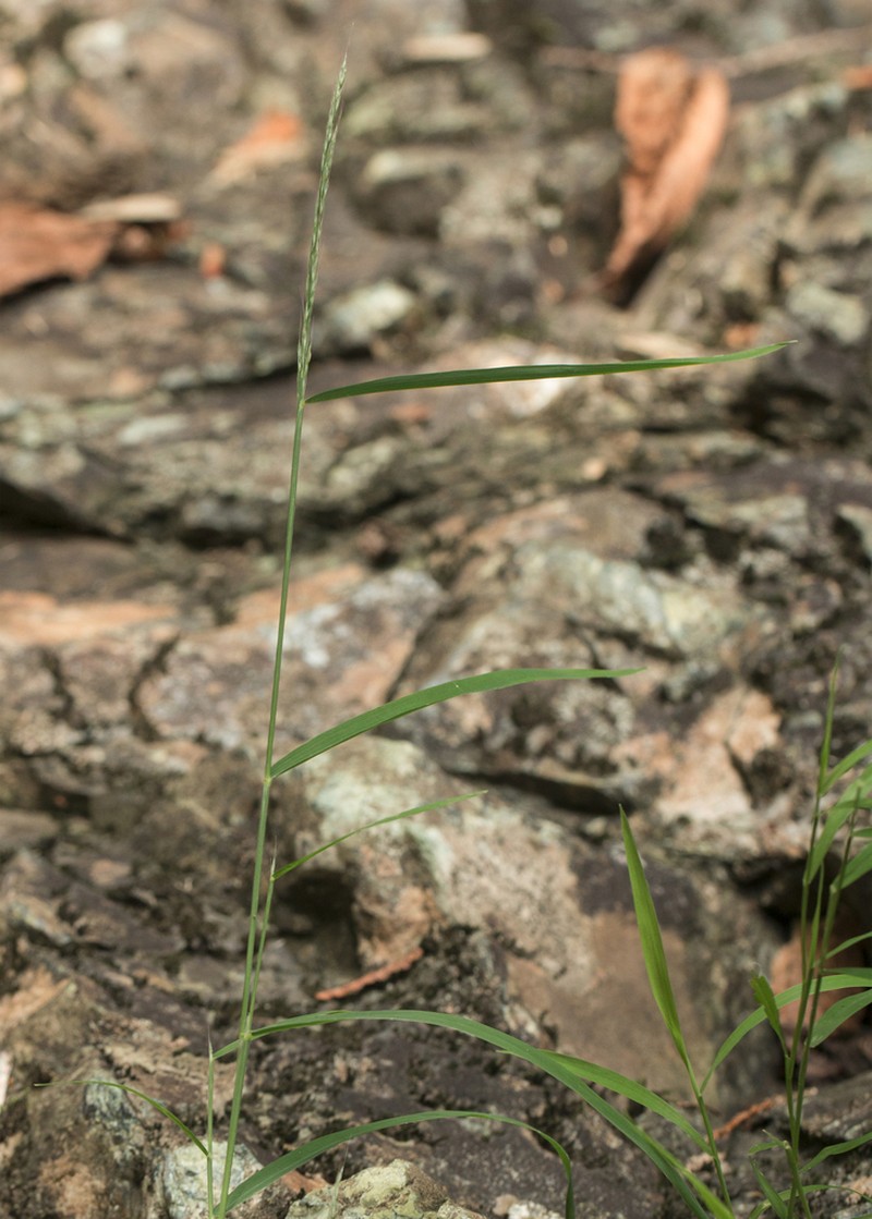Woodland Muhly