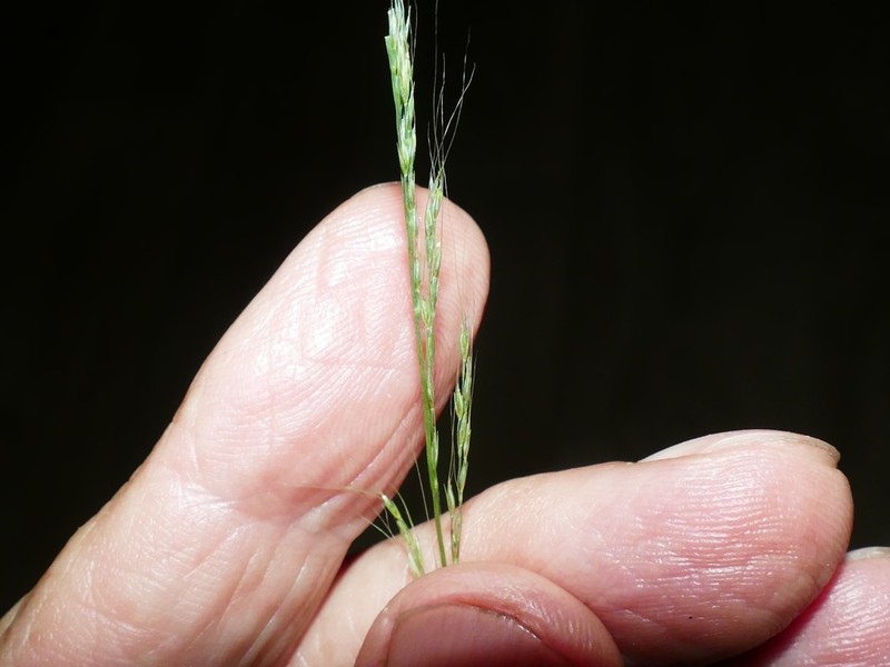 Woodland Muhly photo 2