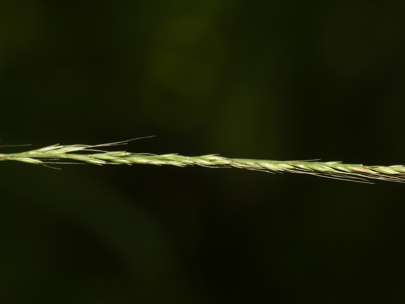 Woodland Muhly photo 3