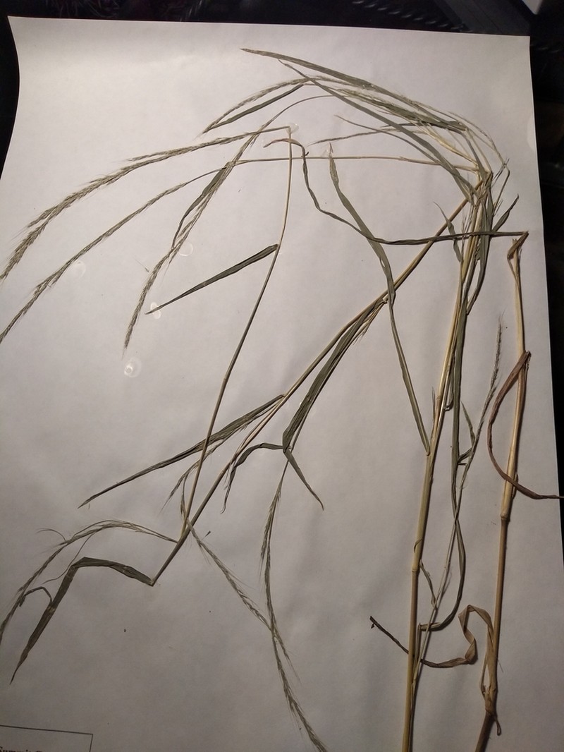 Woodland Muhly photo 4