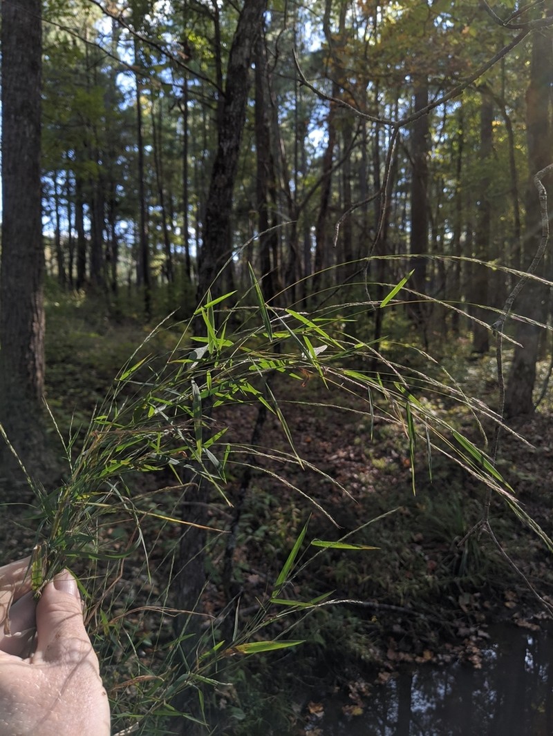 Woodland Muhly photo 5