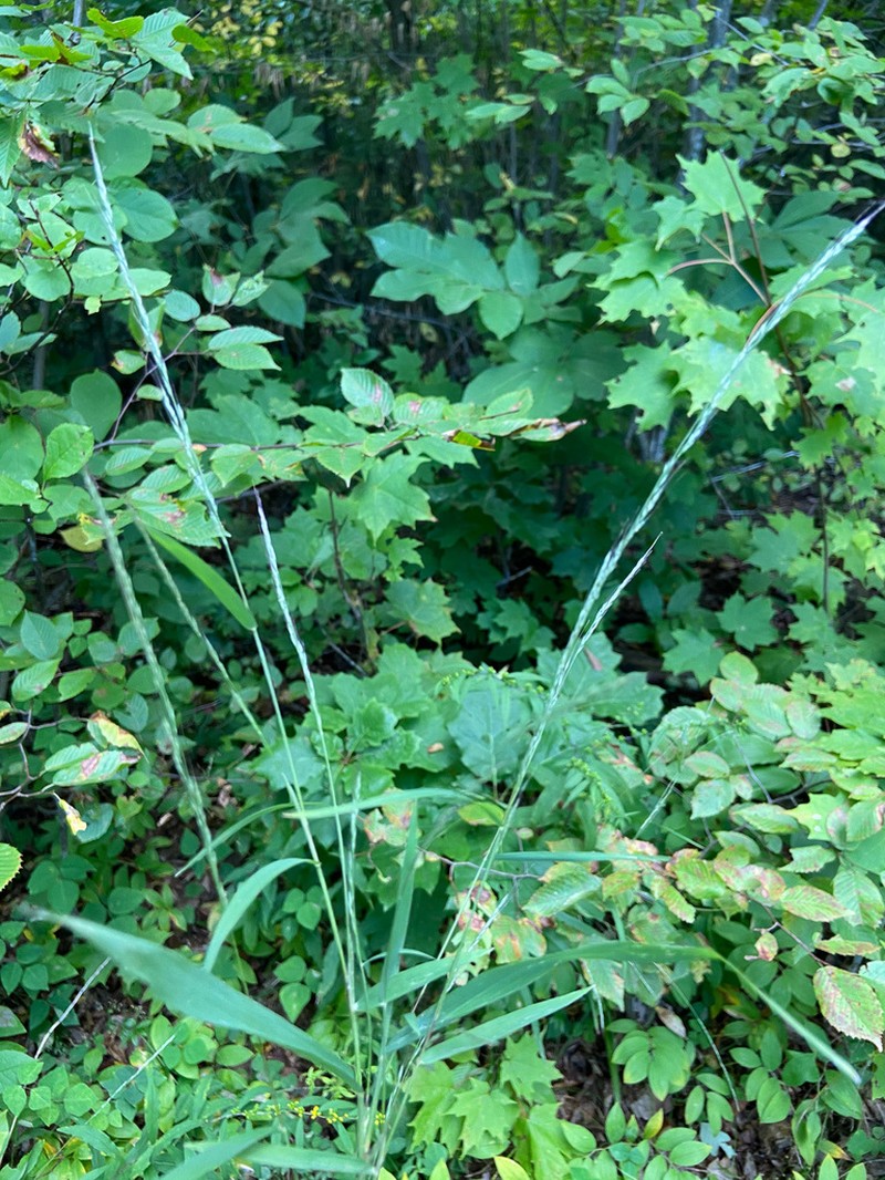 Woodland Muhly photo 6