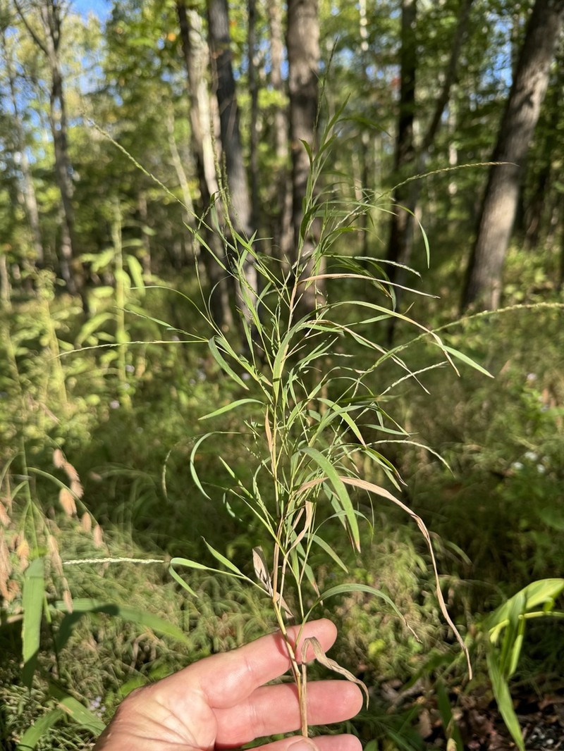 Woodland Muhly photo 7