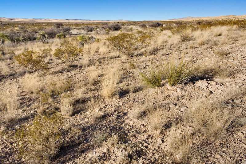 Texas Muhly photo 2