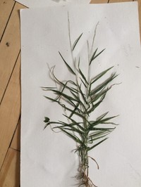 Slimflower Muhly