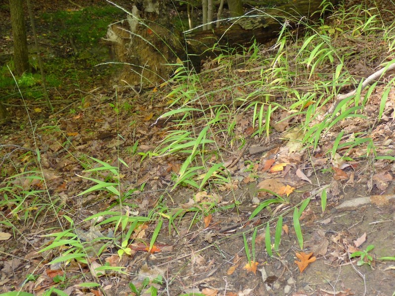Slimflower Muhly photo 2