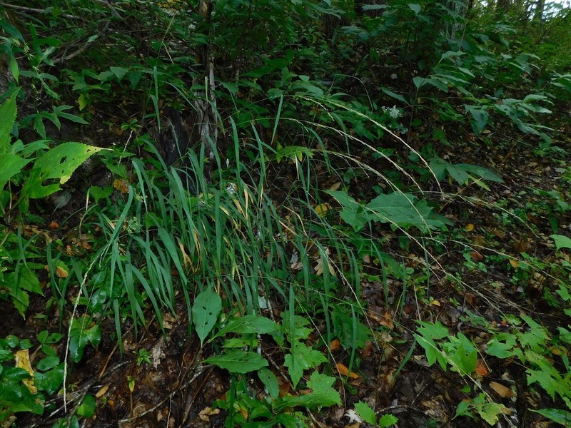 Slimflower Muhly photo 5