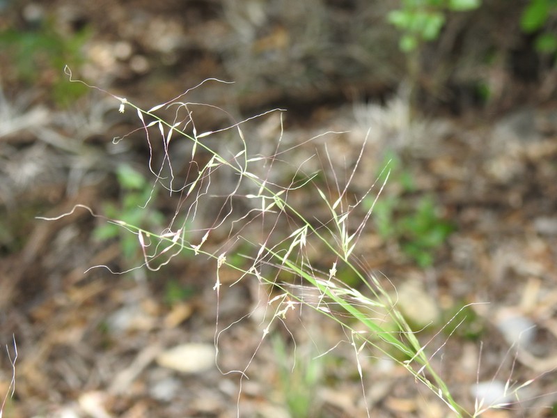 Slender Muhly