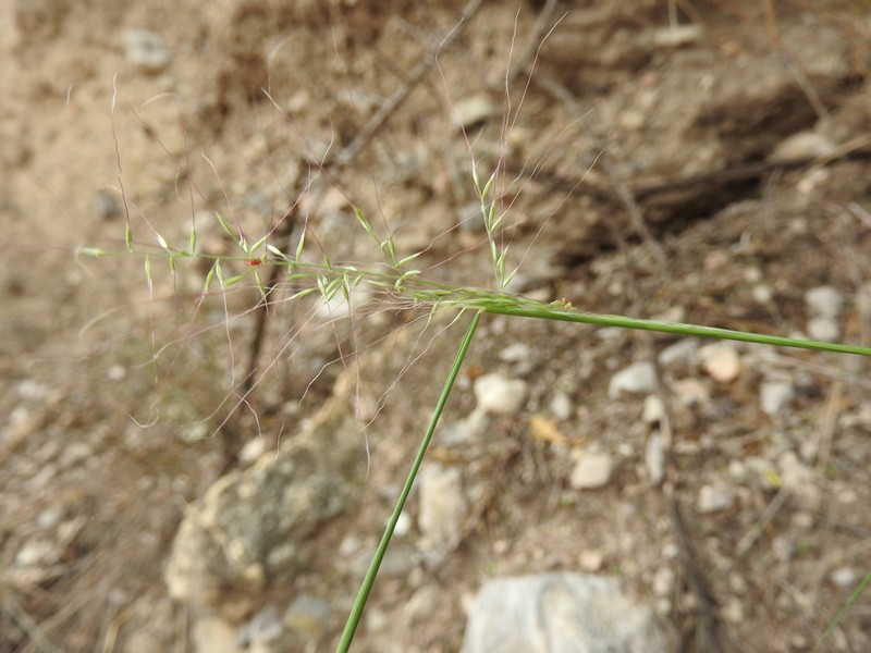 Slender Muhly photo 2