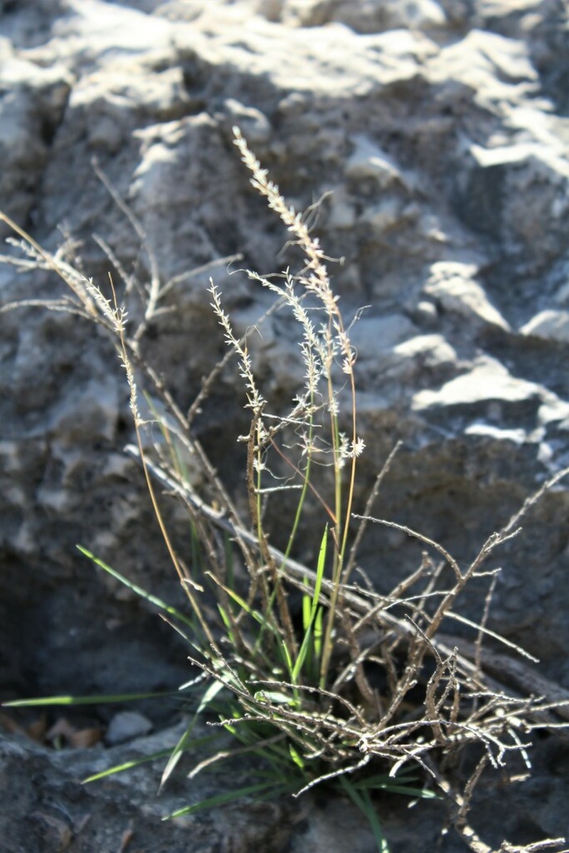 Slender Muhly photo 4