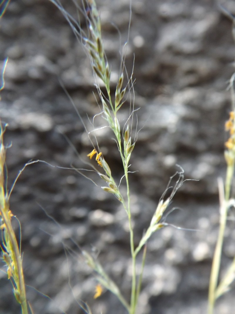 Slender Muhly photo 5