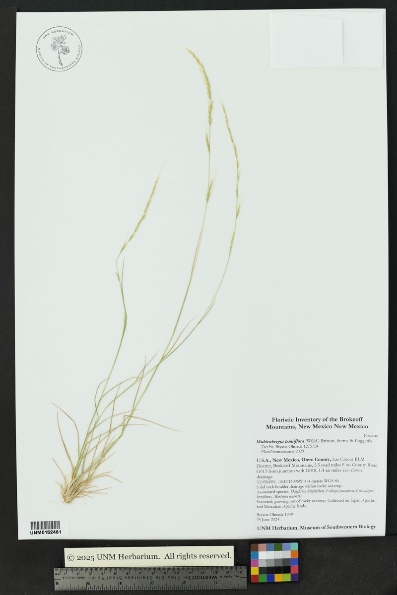 Slender Muhly photo 6