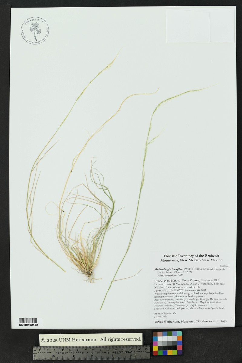 Slender Muhly photo 7