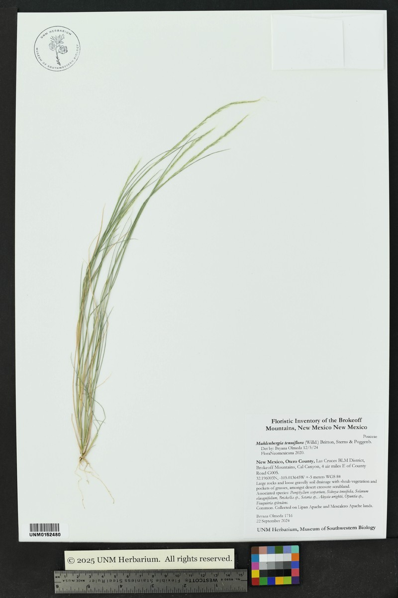 Slender Muhly photo 8