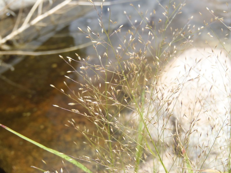 Texas Muhly